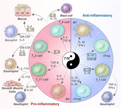 Immunologic aspects of asthma: from molecular mechanisms to disease pathophysiology and clinical translation